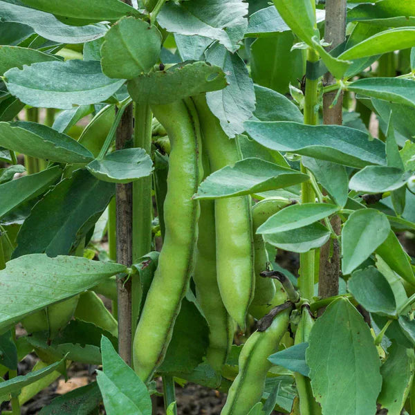 Green Aquadulce Bean Seeds - Ideal for Planting