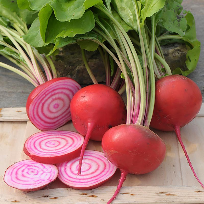 Red Chioggia Beet Seeds for Home Gardening