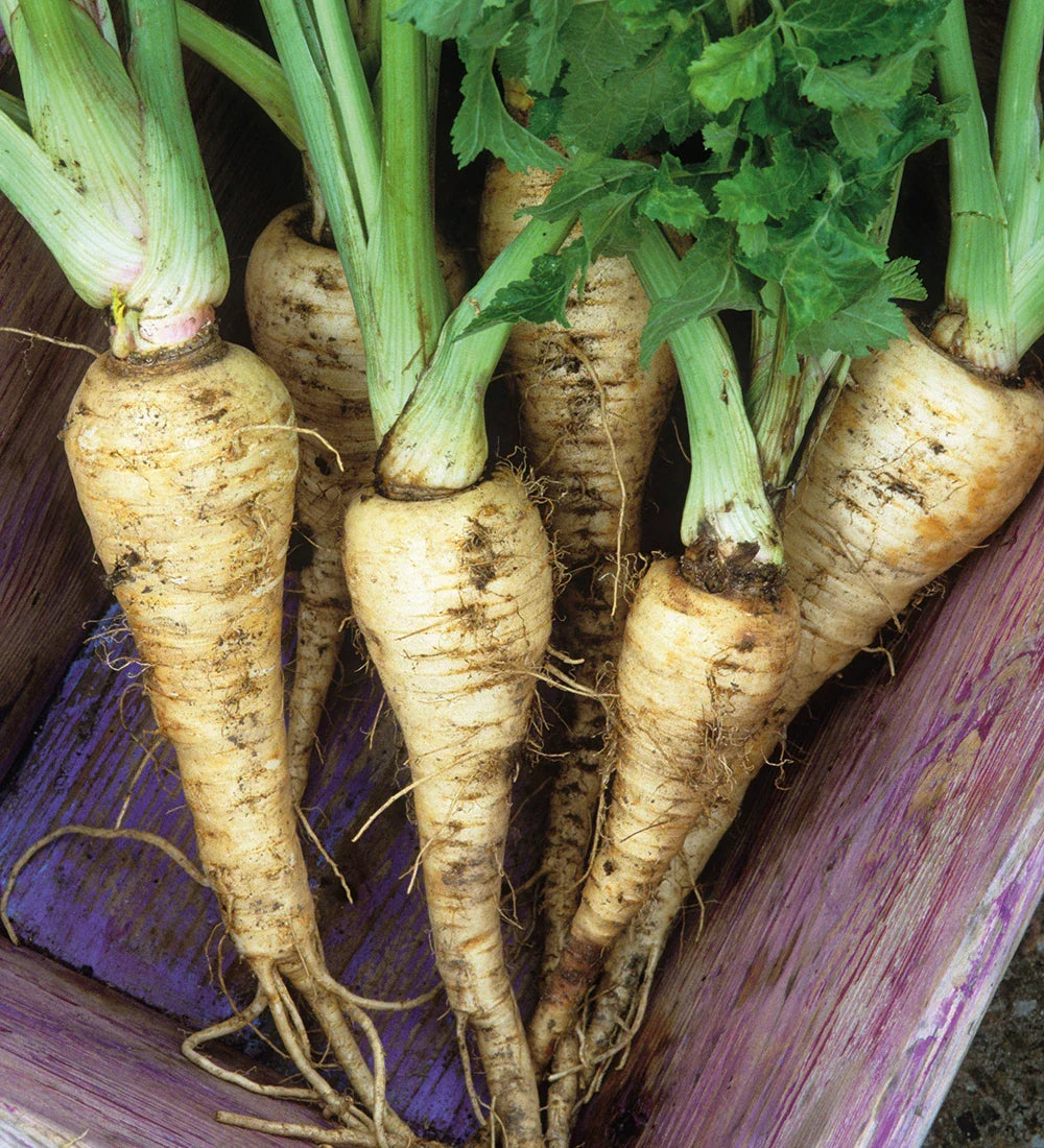 Cream Mammoth Sandwich Vegetable Seeds for Planting