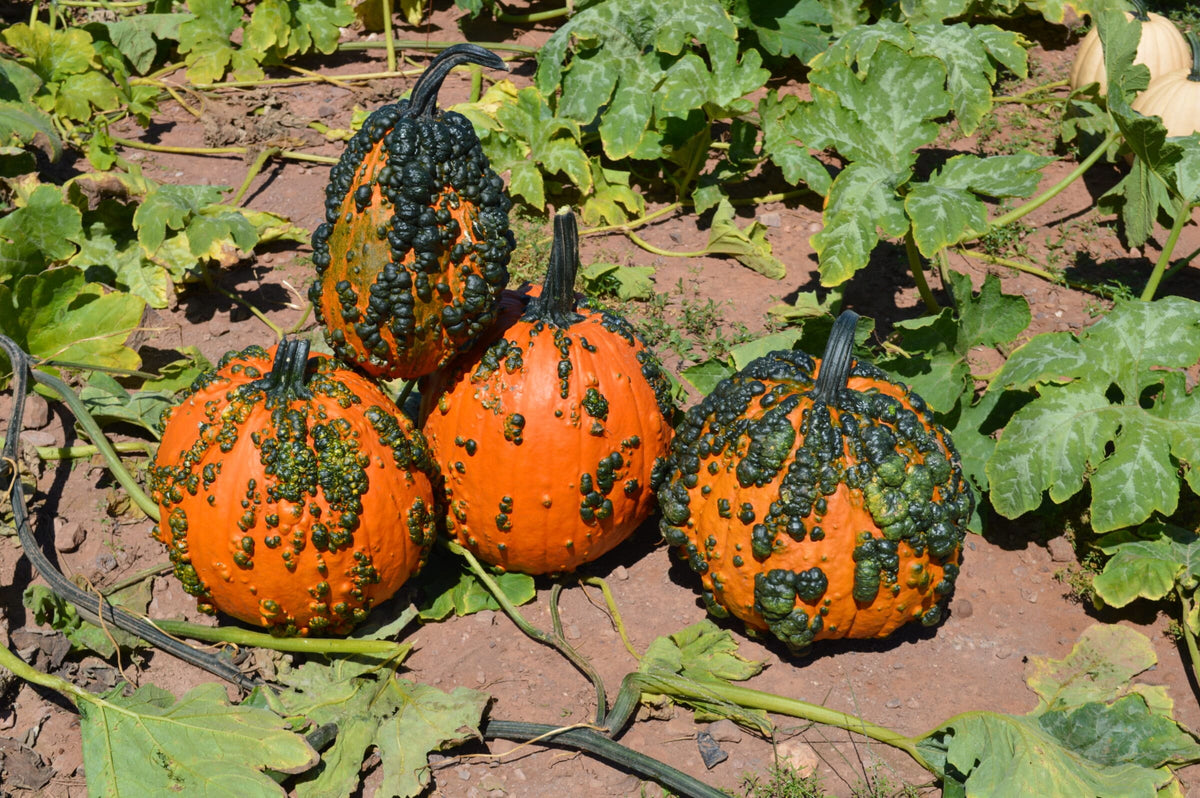 Orange Knucklehead Pumpkin Seeds for Planting