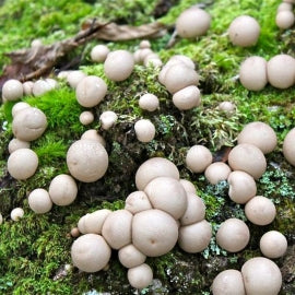 Puffball Mushroom Vegetable Planting Seeds