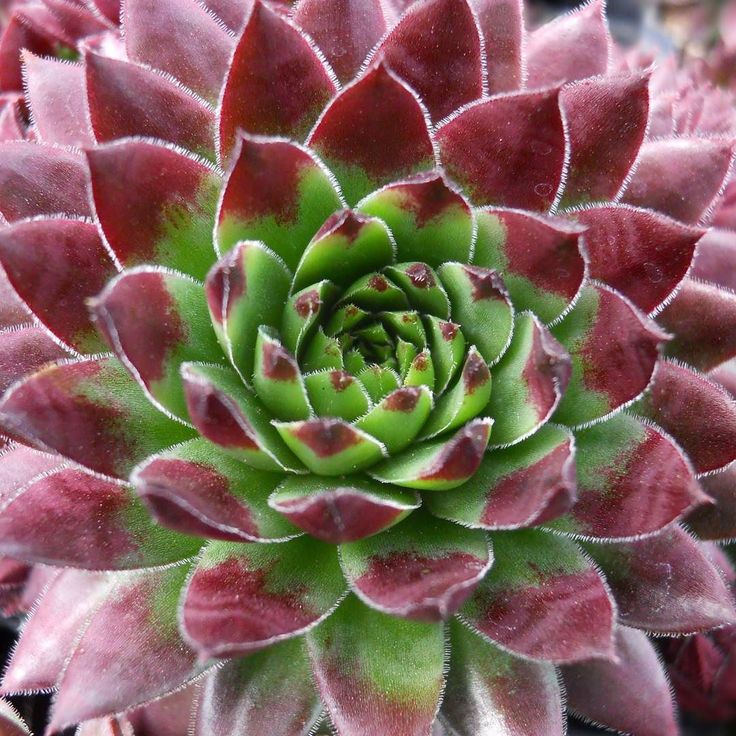 Maroon Jovibarba Seeds for Planting - Vibrant Perennial Ground Cover