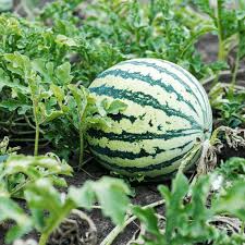SF184 Hime Kansen (Japanese Icebox Watermelon) Seeds