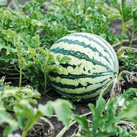 SF184 Hime Kansen (Japanese Icebox Watermelon) Seeds