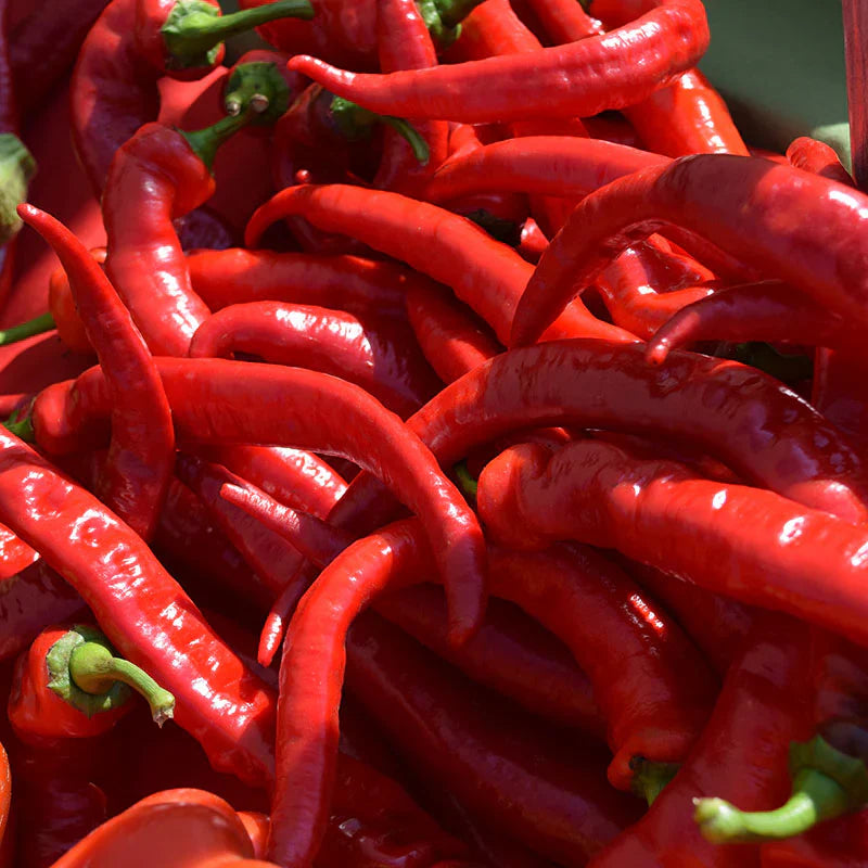 Red Nardello Vegetable Seeds for Home Planting