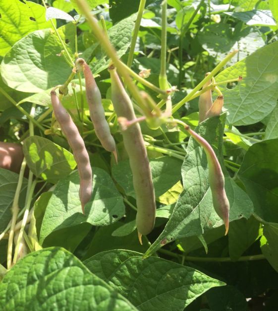 Black Turtle Bean Seeds for Planting  Premium Vegetable Seeds