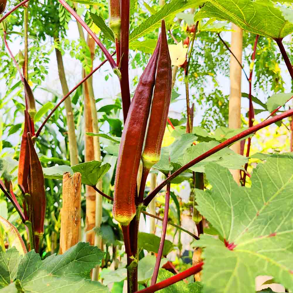 Burgundy Vegetable Seeds for Planting