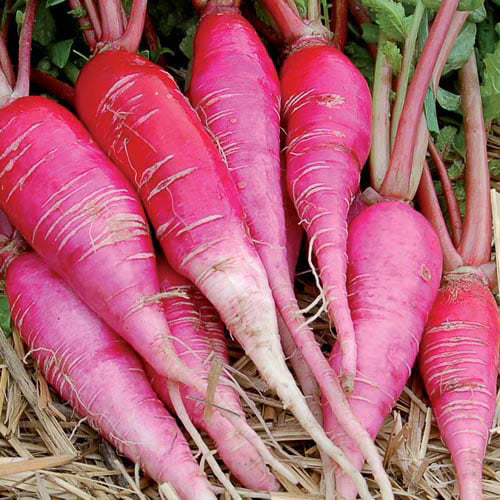 China Rose Rettichsamen Seeds for Spicy, Flavorful Radishes