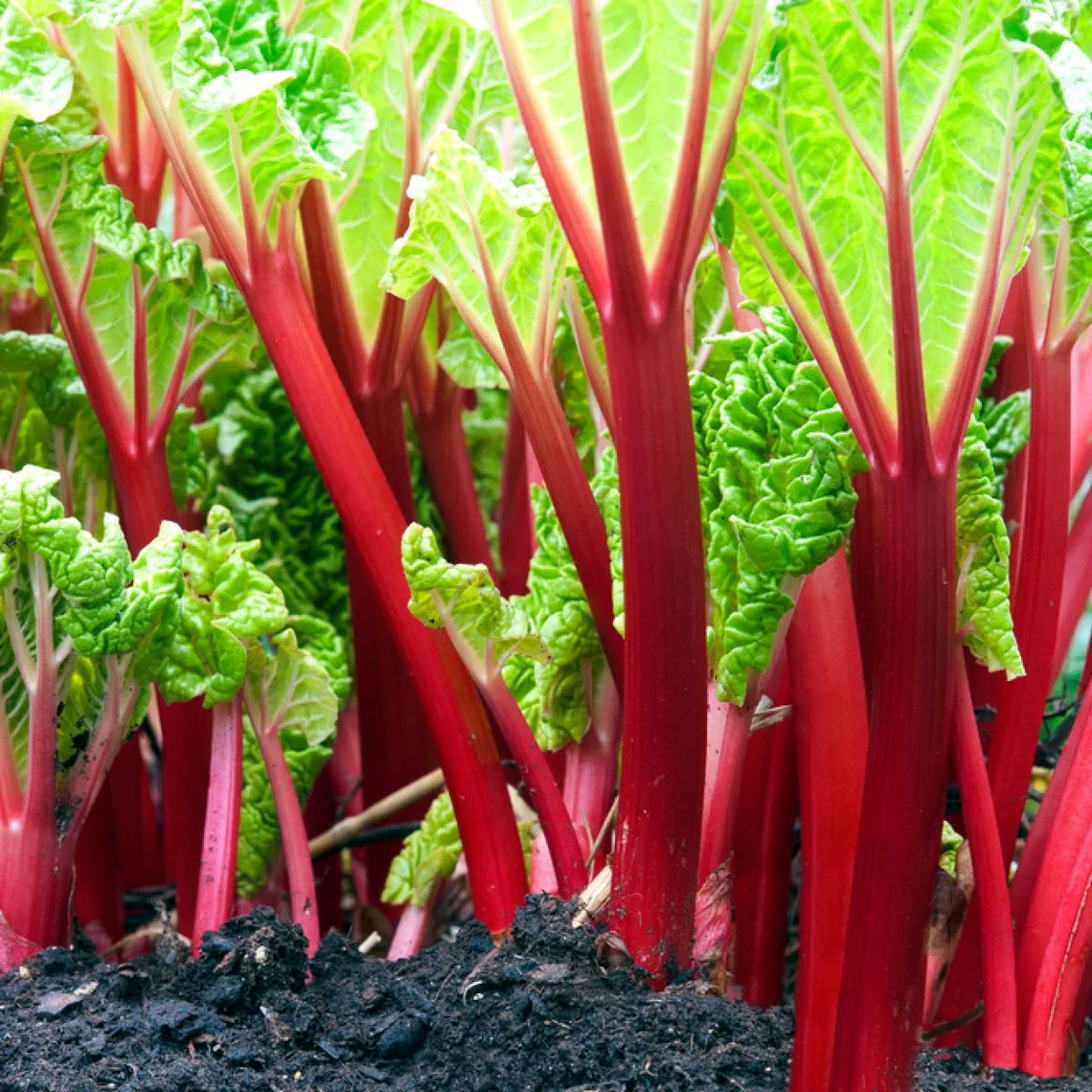 Ruibarbo Plant Seeds for Gardening and Planting: Grow Your Own Delicious Rhubarb!