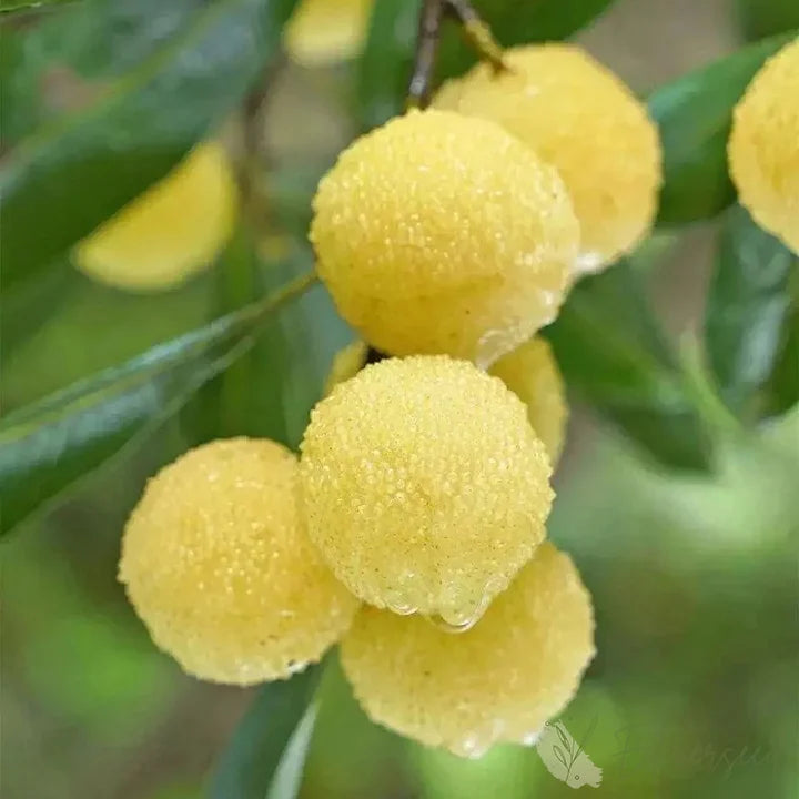 Plant Yellow Bayberry Fruit Seeds