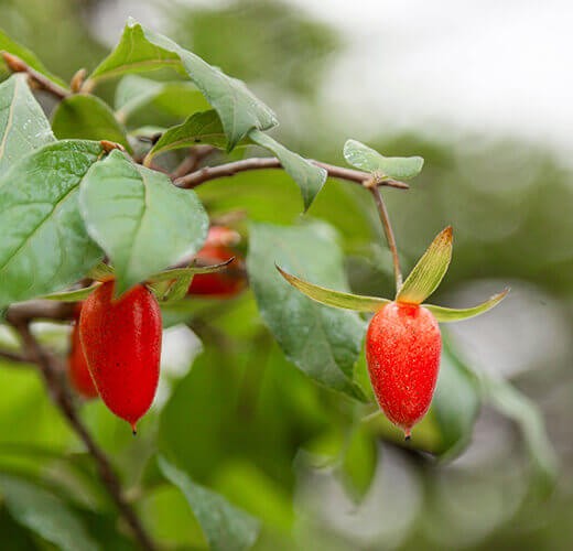 Red Rhombifolia Fruit Seeds for Planting