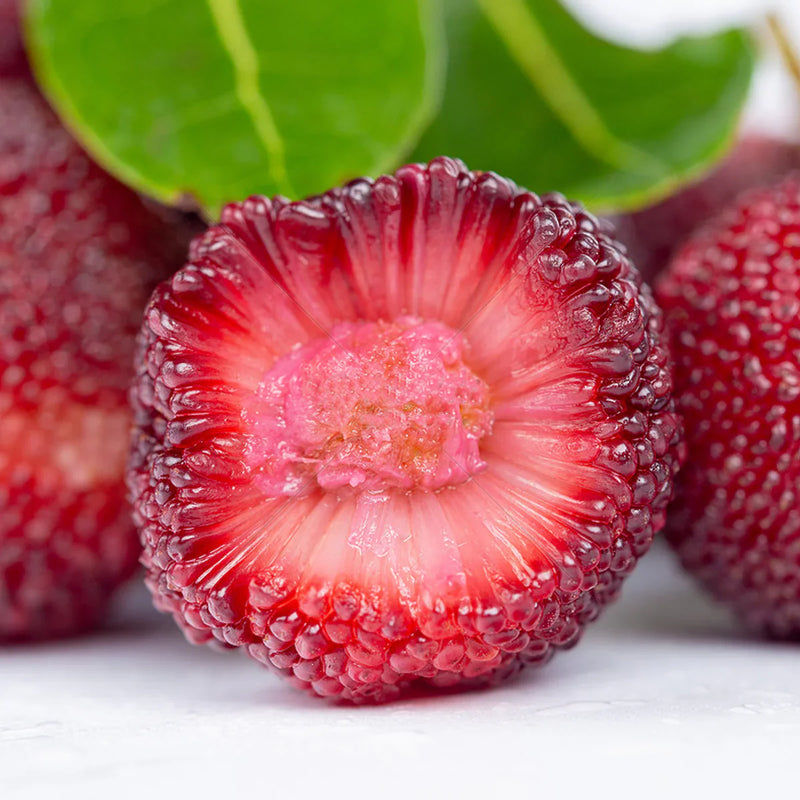 Bayberry Seeds for Planting - High Quality