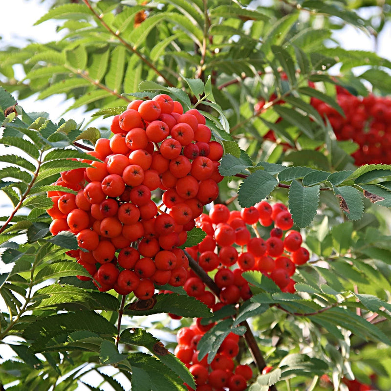 Red Sorbus Tree Seeds for a Vibrant Garden | Quality Tree Planting Seeds
