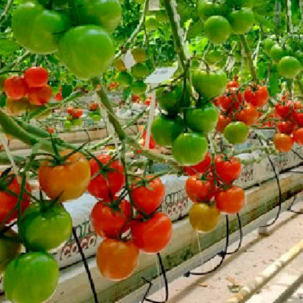 Giant Italian Seeds for Planting: Grow Your Own Stunning Plants