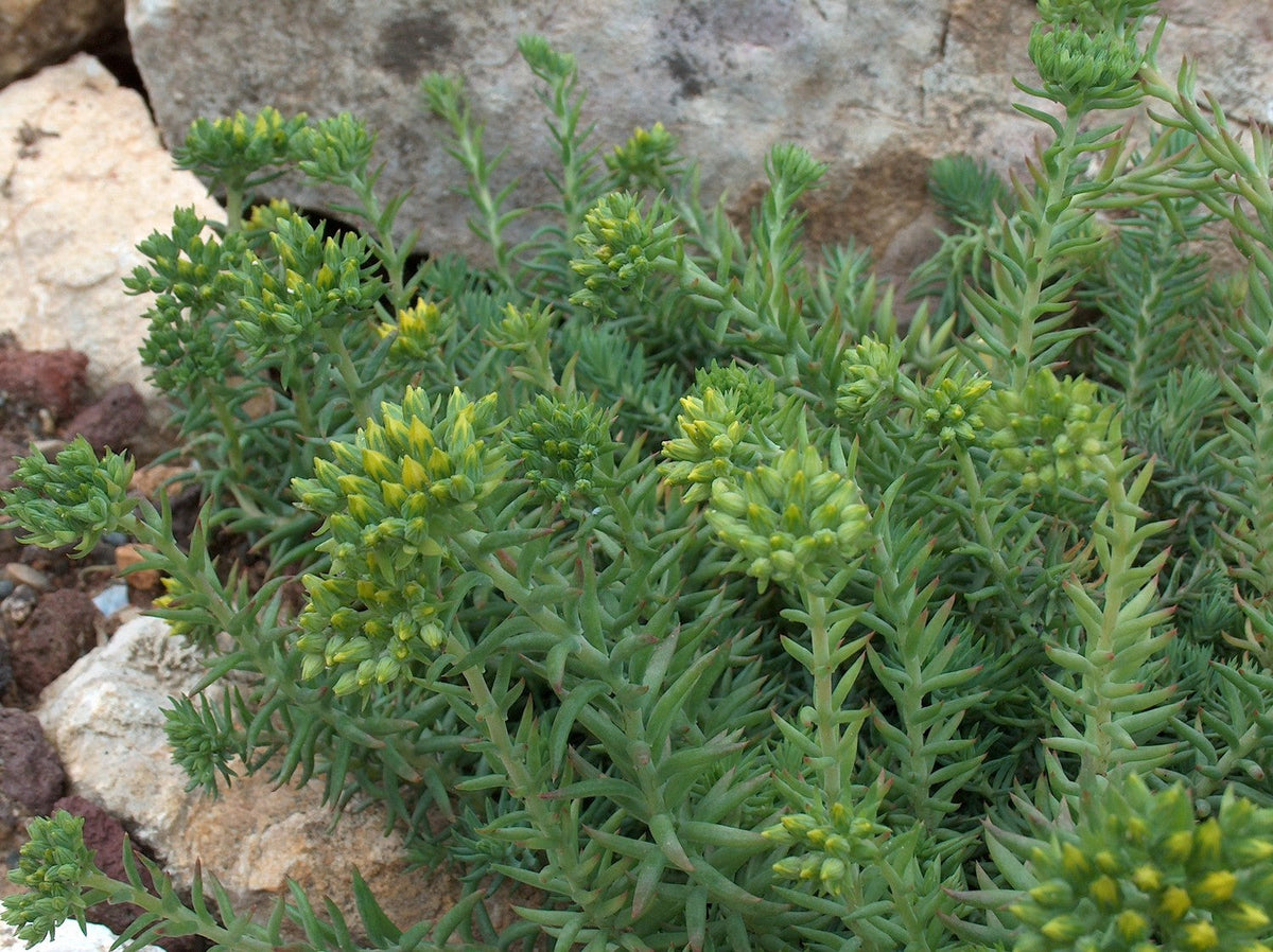 Green Sedum Montanum Flower seeds for Planting - Cottage Garden Essential, Heirloom & GMO Free Seeds for Home Garden