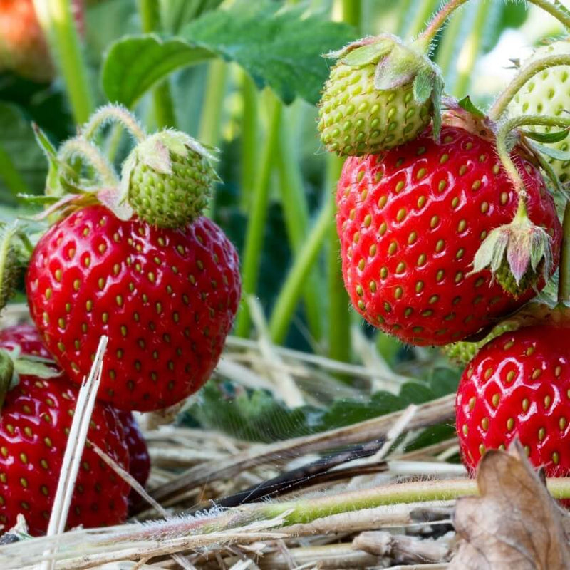 Erdbeere Strawberry Seeds for Planting - Grow Juicy Homegrown Strawberries