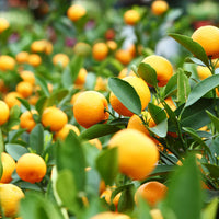 Orange Fruits Seeds - Perfect for Planting and Growing