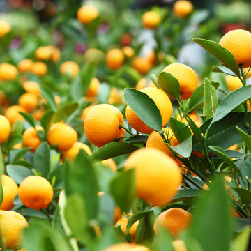 Orange Fruits Seeds - Perfect for Planting and Growing