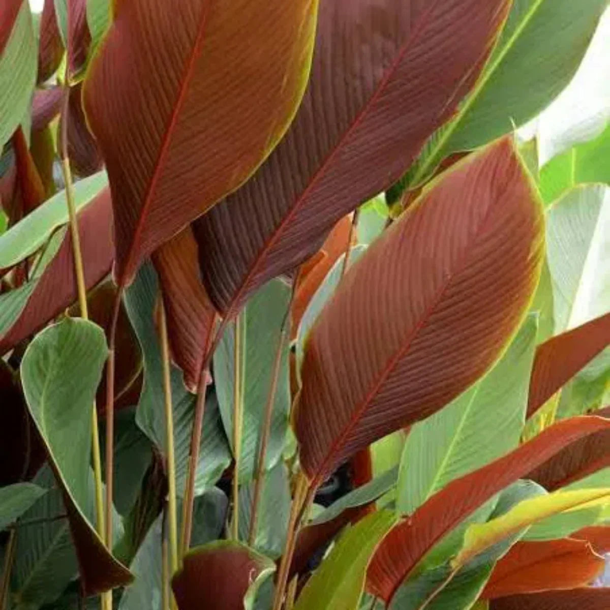 Brown Calathea Lutea for Planting - Drought Tolerant, Heirloom & GMO Free Seeds for Home Garden