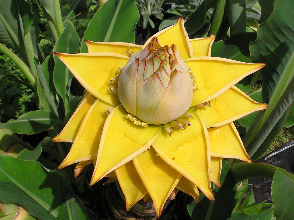 Yellow Lasiocarpa Fruit Seeds for Planting and Edable Growing Plant