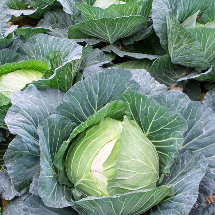 Green Brassica Vegetable Seeds for Planting