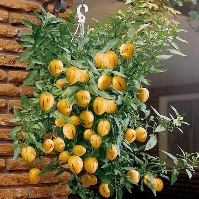 Muricatum Fruit Seeds for Garden Planting - Grow Juicy and Aromatic Fruits