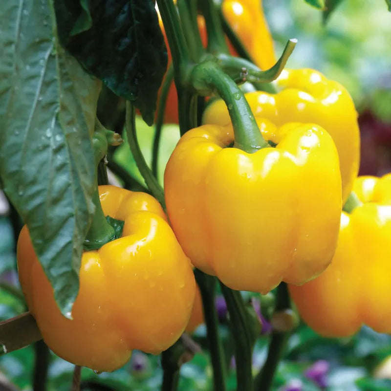 Yellow Pepper Seeds for Vegetable Planting