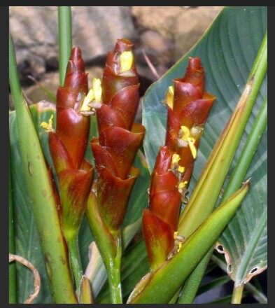 Brown Calathea Lutea for Planting - Drought Tolerant, Heirloom & GMO Free Seeds for Home Garden
