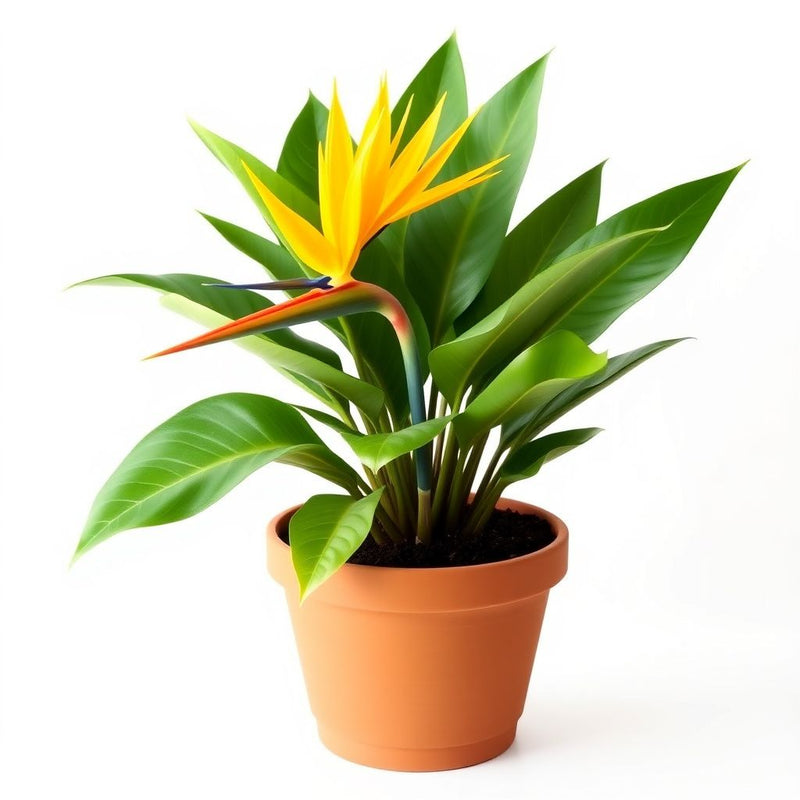 Yellow Strelitzia Flower seeds for Planting - Sun Loving, Heirloom & GMO Free Seeds for Home Garden