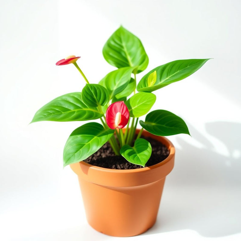 Anthurium Flower Seeds for Easy Planting