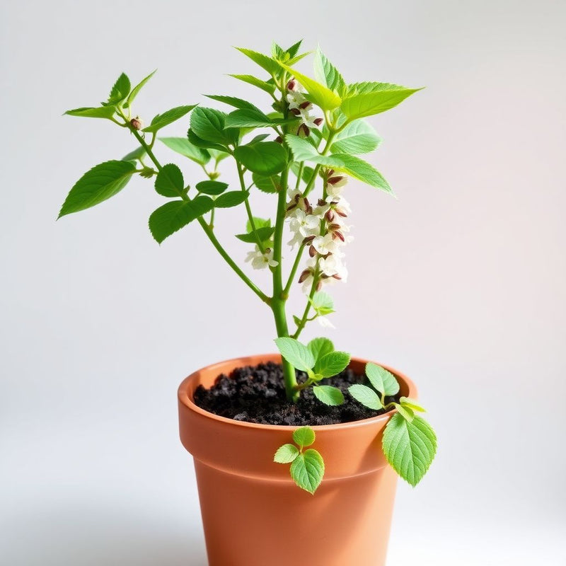 Verbesina Occidentalis Flower seeds for Planting Pollinator Friendly Heirloom & GMO Free Seeds for Home Garden