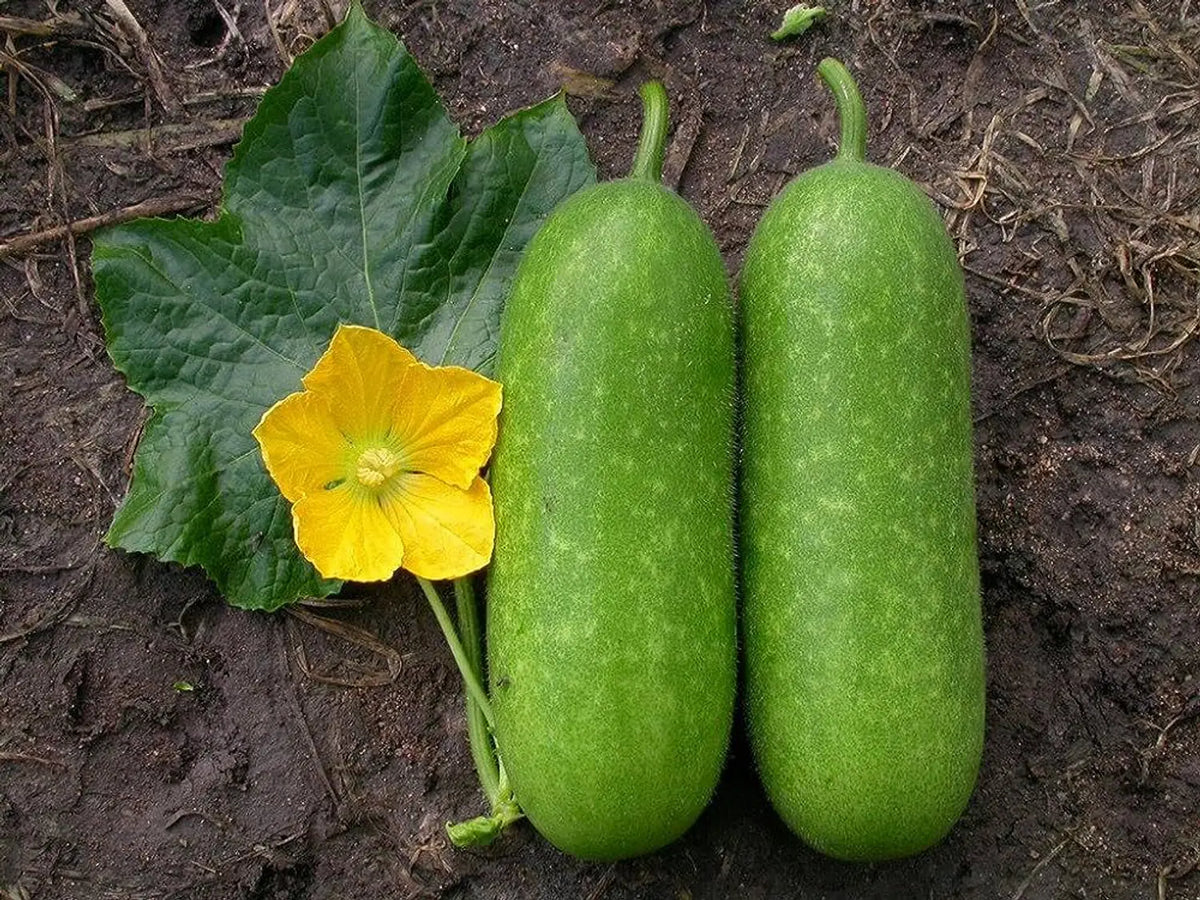 Hairy Gourd Vegetable Seeds for Planting