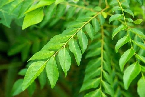 Curry Leaves Vegetable Seeds - Grow Fresh Flavors at Home
