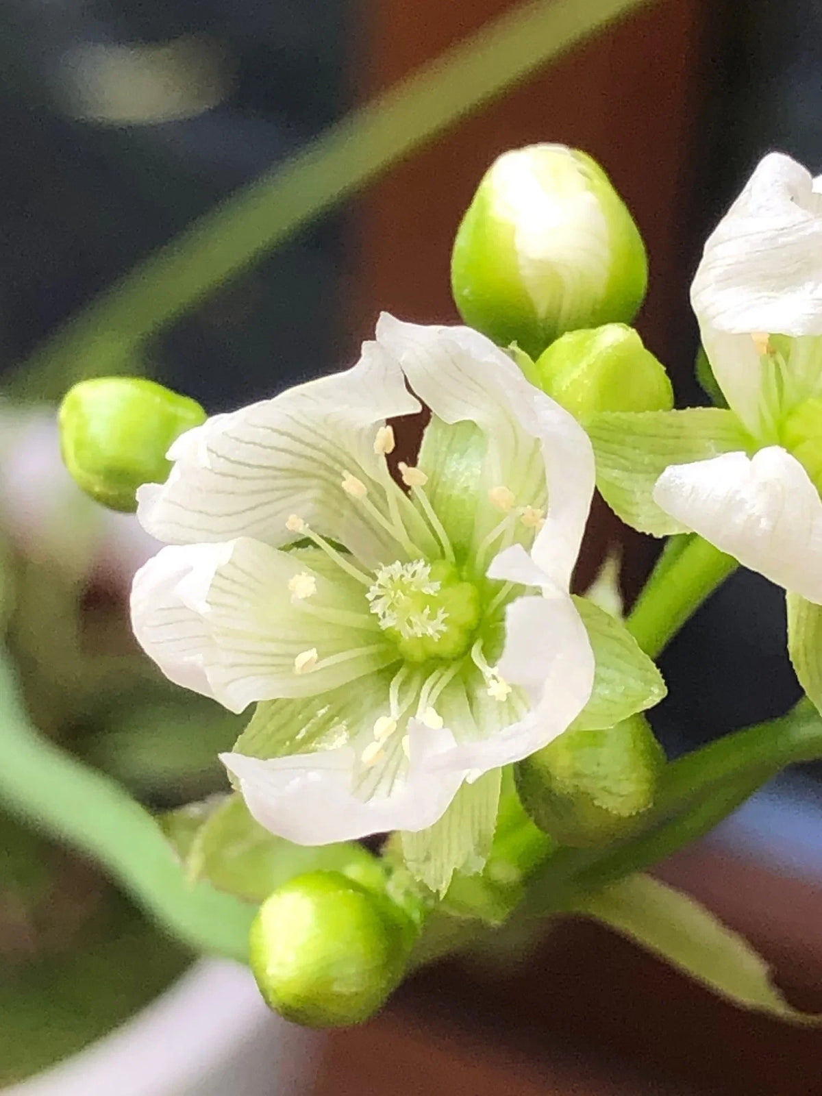 Green Venus Fly Trap Flower seeds for Planting - Low Maintenance, Heirloom & GMO Free Seeds for Home Garden