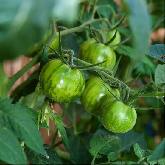 Green Zebra Tomato Seeds for Planting  Heirloom Vegetable Garden Seeds