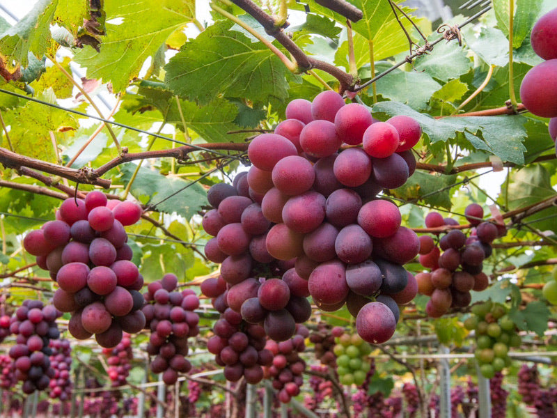 Uva Trepadoras Climbing Fruit Seeds for Planting: Grow Your Own Delicious Grapes