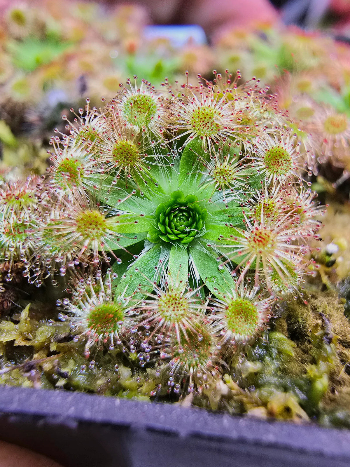 Sonnentau Clip Venus Flytrap Seeds for Planting home garden flower bed