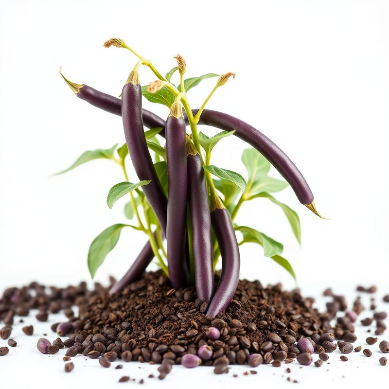 Purple Bean Vegetable Seeds for Planting