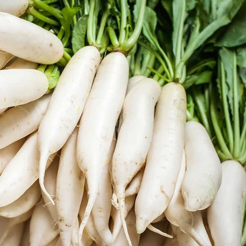 Organic Radish Seeds for Garden Planting