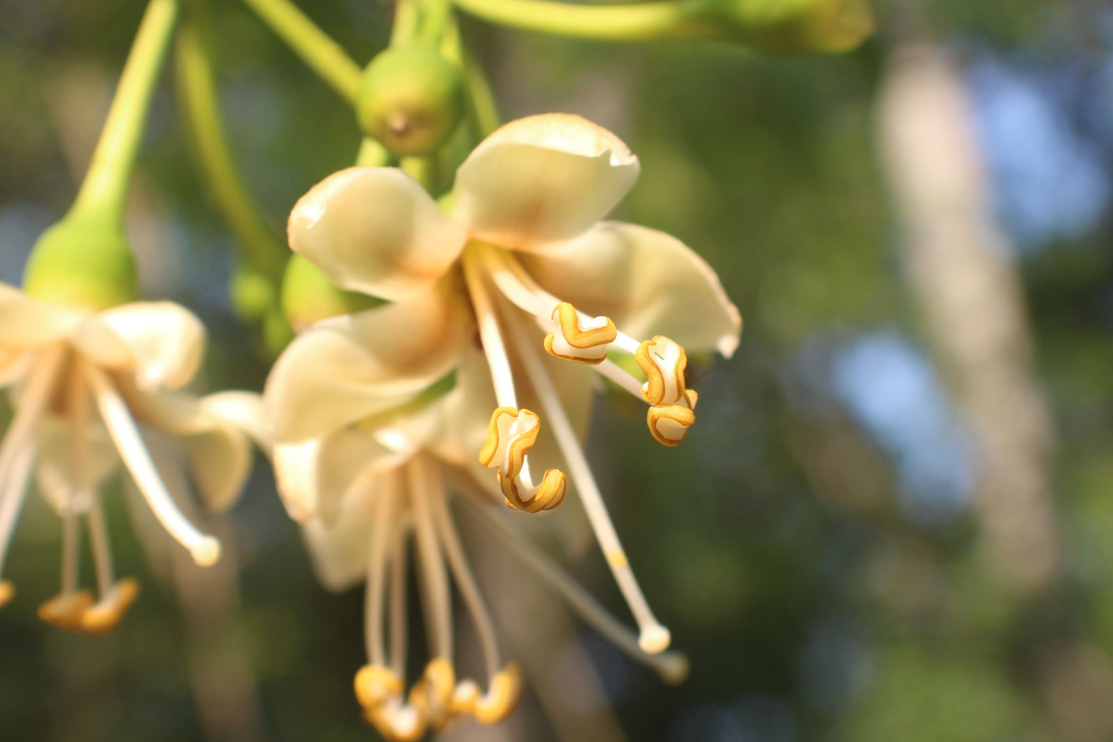 Ceiba Pentandra Flower Seeds  Easy Planting for Tropical Yellow Blooms
