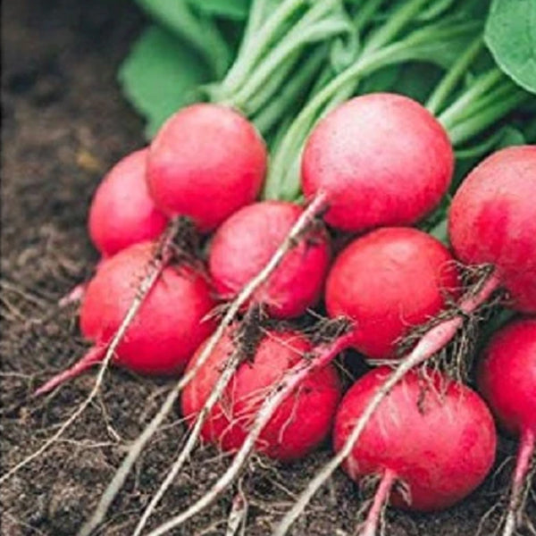 Red Turnip Seeds for Your Vegetable Garden