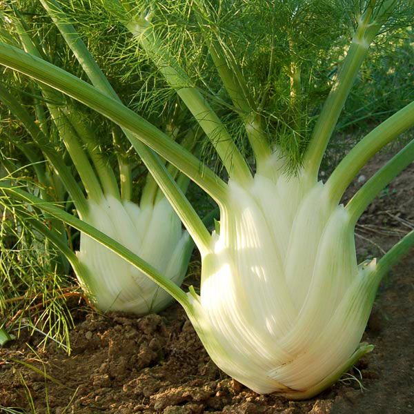 Florence Fennel Vegetable Seeds for Easy Planting