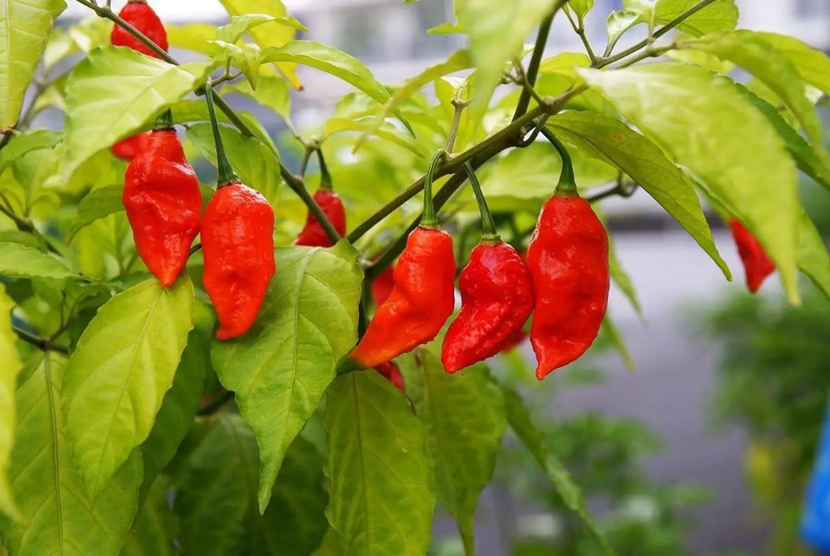 Scorpion Vegetable Seeds for Planting