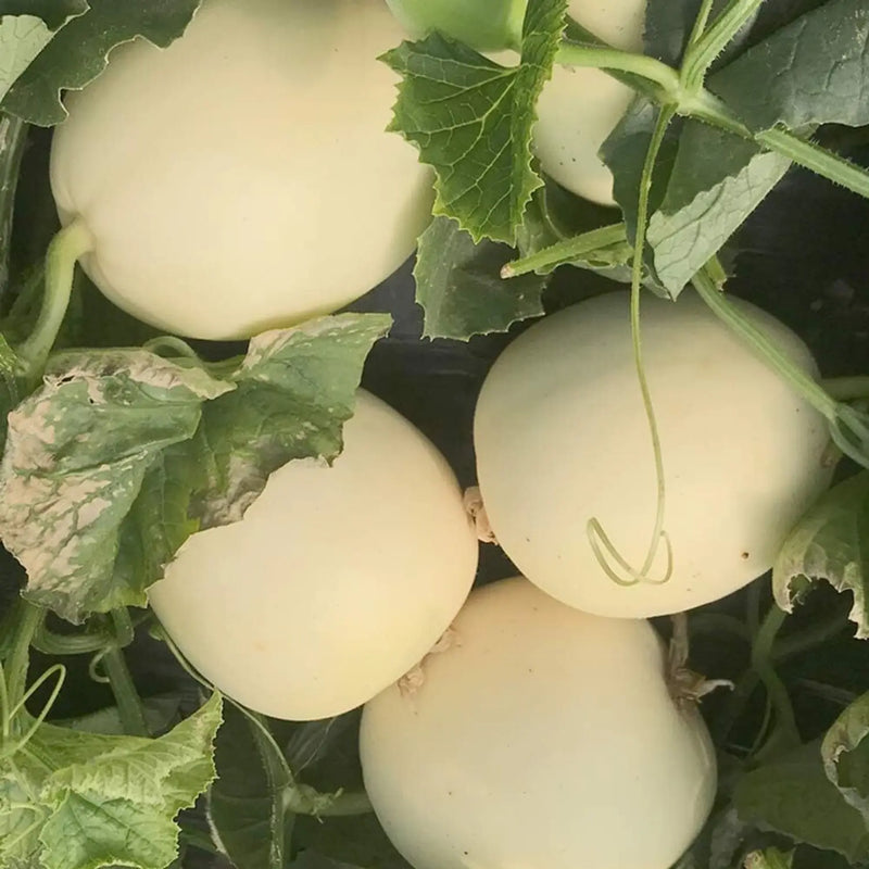 White Muskmelon Fruit Growing Essentials - Seed for Juicy and Refreshing Harvests