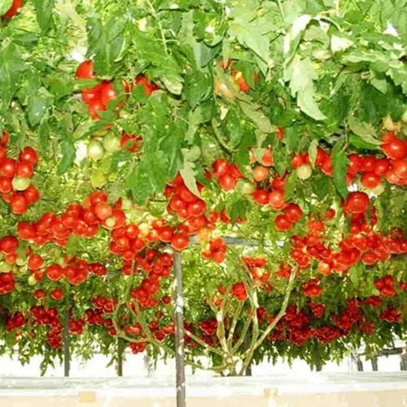Giant Italian Seeds for Planting: Grow Your Own Stunning Plants