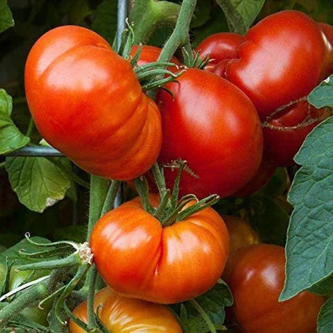 Giant Tomato Vegetable Planting Seeds