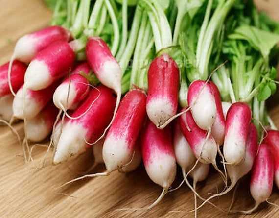 Rapid Yield Radish Seeds, Planting