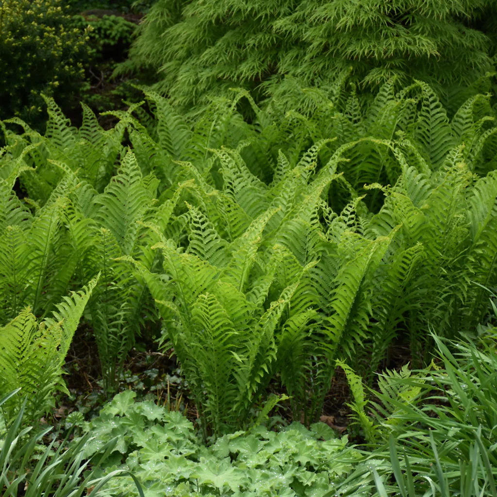 Fern Herb seeds for Planting - Long Bloom Season, Heirloom & GMO Free Seeds for Home Garden