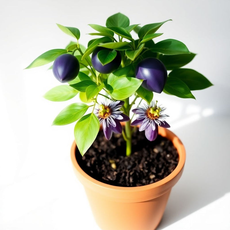 Purple Passiflora Edulis Seeds for Fruit Planting