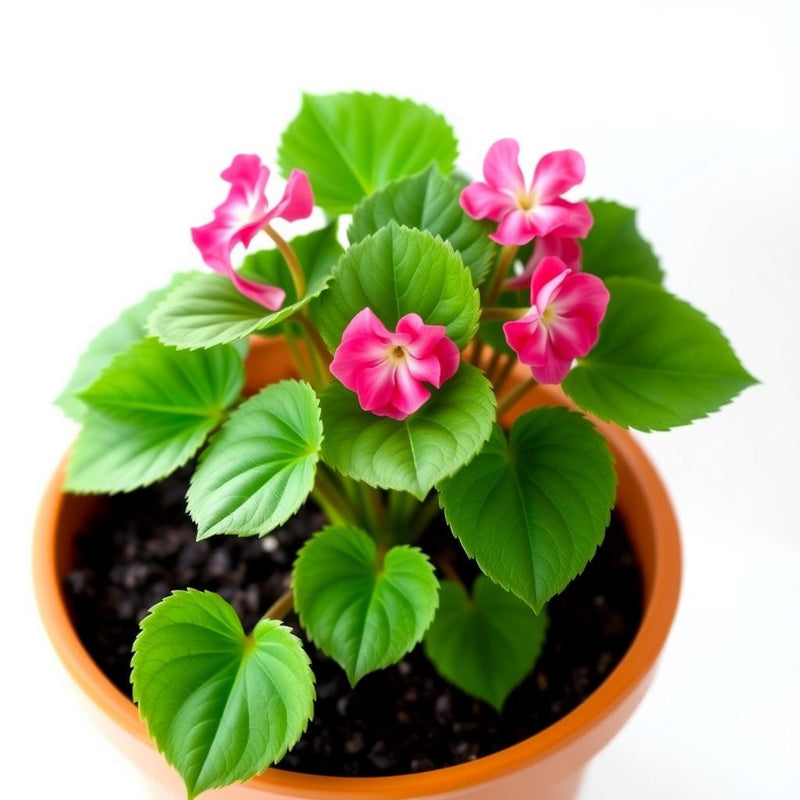 Ambassador Begonia Flower seeds for Planting Fragrant Blossoms Heirloom & GMO Free Seeds for Home Garden